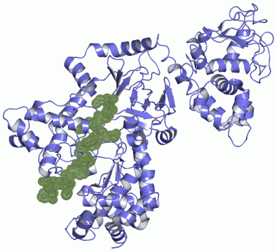 Image Asym./Biol. Unit - manually