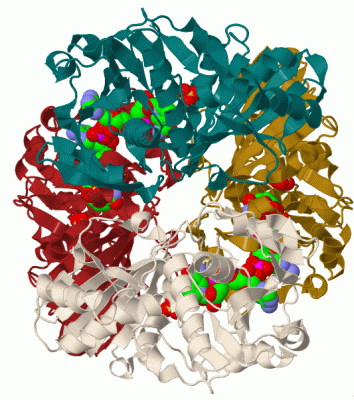 Image Biol.Unit 1 - manually