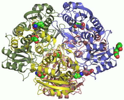 Image Asym./Biol. Unit - manually