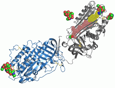 Image Asym./Biol. Unit - manually