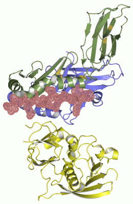 Image Asym./Biol. Unit - manually