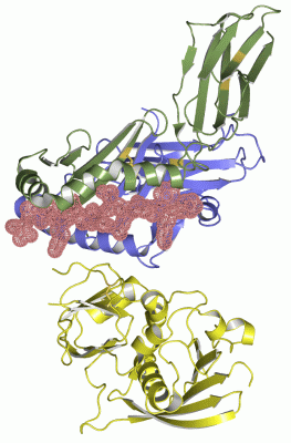 Image Asym./Biol. Unit - manually