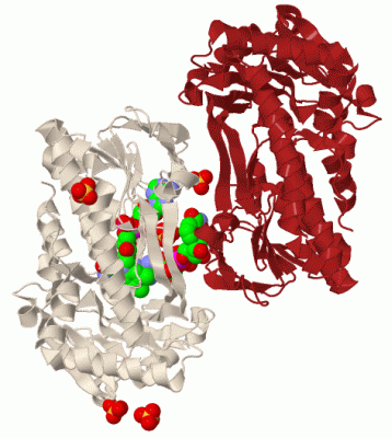 Image Biol.Unit 1 - manually