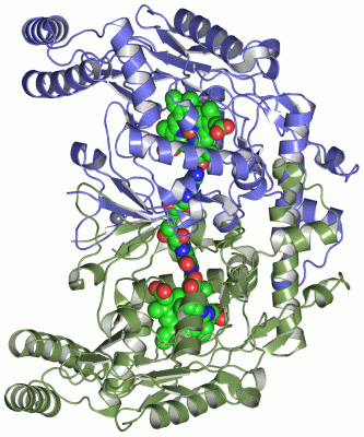 Image Asym./Biol. Unit - manually