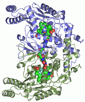 Image Asym./Biol. Unit - manually