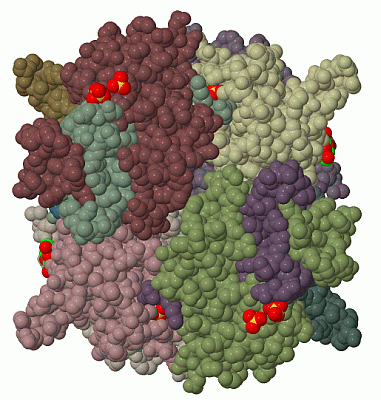 Image Biol.Unit 1 - manually
