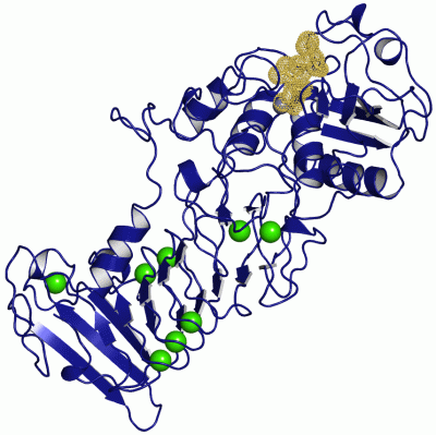 Image Asym./Biol. Unit - manually