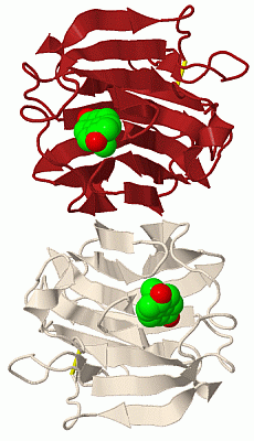 Image Biol.Unit 1 - manually