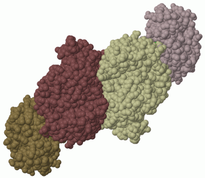 Image Biol.Unit 1 - manually