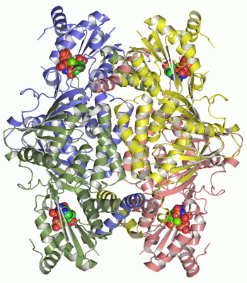 Image Asym./Biol. Unit - manually