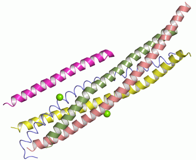 Image Asym./Biol. Unit - manually