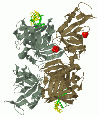 Image Biol.Unit 1 - manually