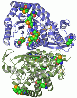 Image Asym./Biol. Unit - manually