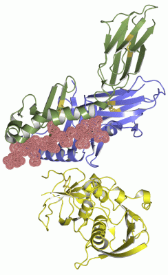Image Asym./Biol. Unit - manually
