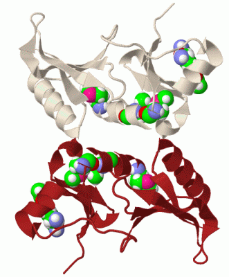 Image Biol.Unit 1 - manually