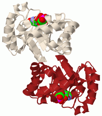 Image Biol.Unit 1 - manually