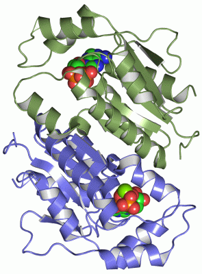 Image Asym./Biol. Unit - manually