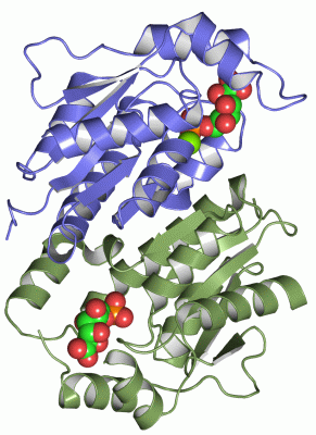 Image Asym./Biol. Unit - manually