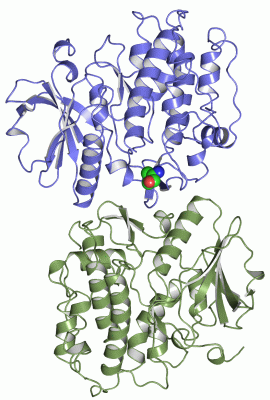 Image Asym./Biol. Unit - manually