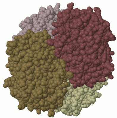 Image Biol.Unit 1 - manually