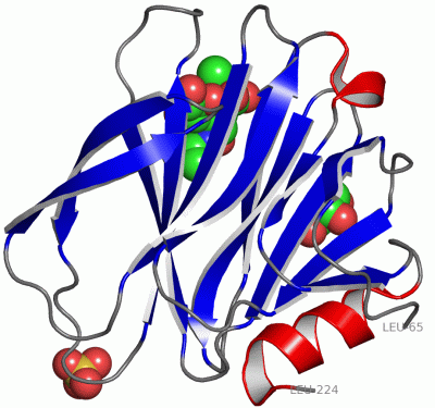 Image Asym./Biol. Unit - manually