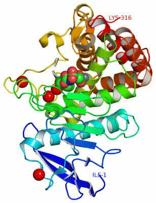 Image Asym./Biol. Unit - manually