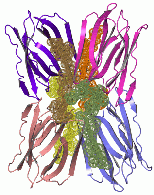 Image Asym./Biol. Unit - manually