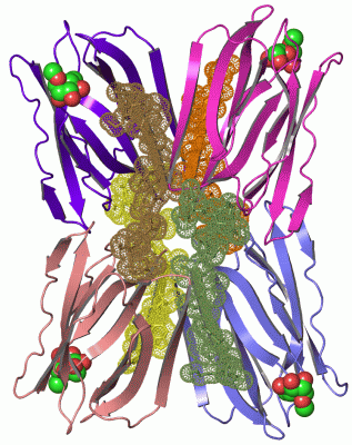 Image Asym./Biol. Unit - manually