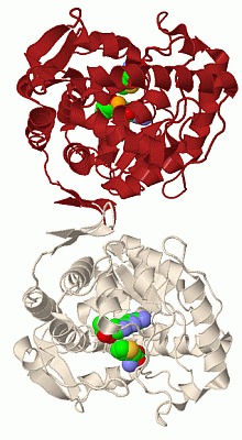 Image Biol.Unit 1 - manually