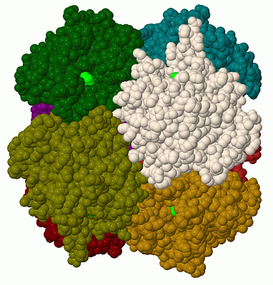 Image Biol.Unit 1 - manually