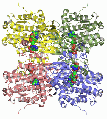 Image Asym./Biol. Unit - manually