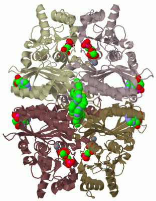 Image Biol.Unit 1 - manually