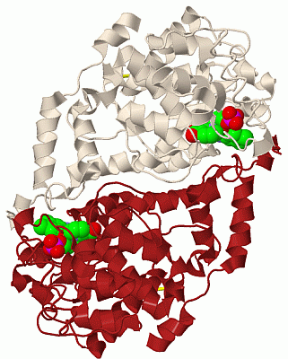 Image Biol.Unit 1 - manually