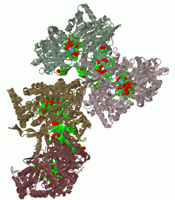 Image Biol.Unit 1 - manually