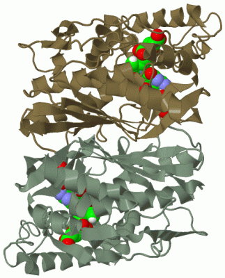 Image Biol.Unit 1 - manually