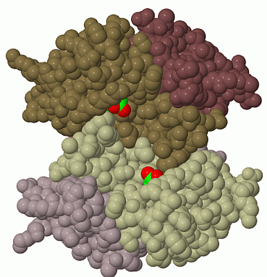 Image Biol.Unit 1 - manually