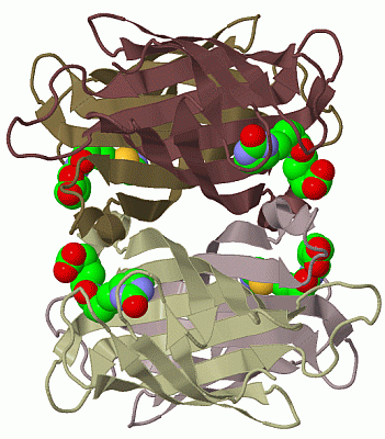 Image Biol.Unit 1 - manually