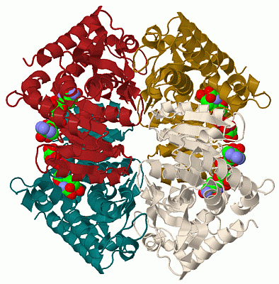 Image Biol.Unit 1 - manually