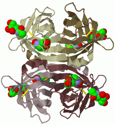 Image Biol.Unit 1 - manually