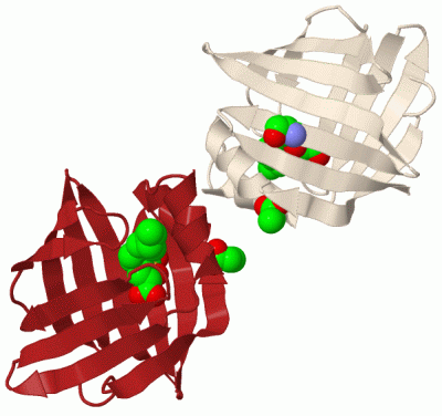 Image Biol.Unit 1 - manually