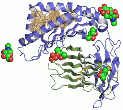 Image Asym./Biol. Unit - manually