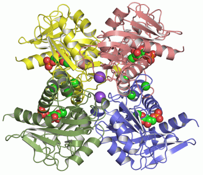 Image Asym./Biol. Unit - manually