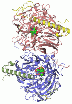 Image Asym./Biol. Unit - manually