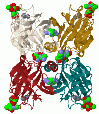 Image Biol.Unit 1 - manually