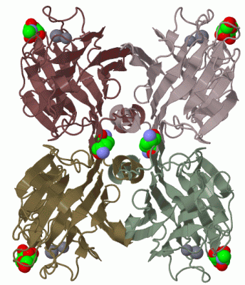 Image Biol.Unit 1 - manually