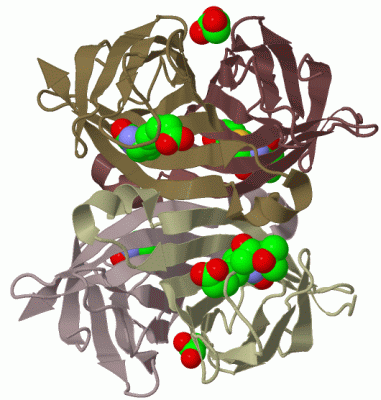 Image Biol.Unit 1 - manually