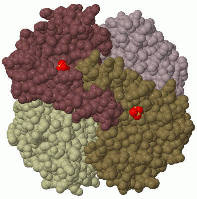 Image Biol.Unit 1 - manually