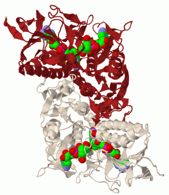 Image Biol.Unit 1 - manually