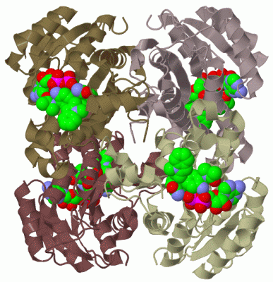 Image Biol.Unit 1 - manually