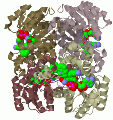 Image Biol.Unit 1 - manually